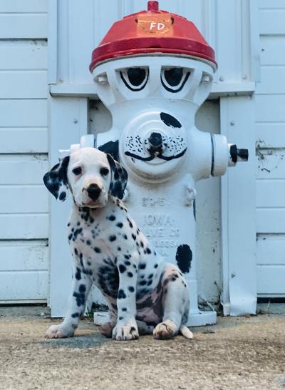 Tank Firehydrant