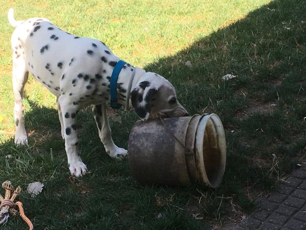 Tai and his bucket